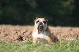 BULLDOG ANGLAIS 176